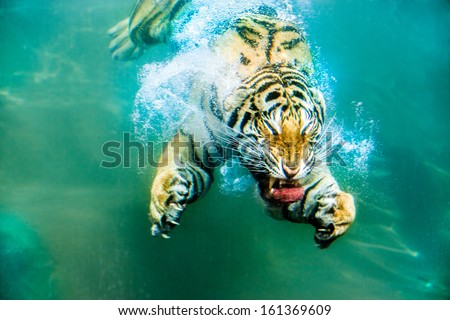 Siberian tiger under water