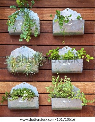 Vertical gardening concept. Plants in a mail box