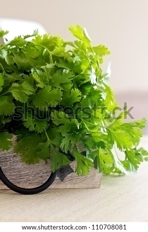 Coriander in a bunch and picked fresh