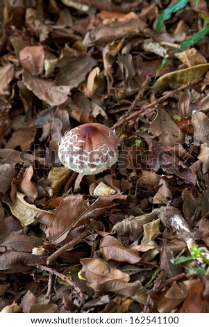 Wild Mushroom in  a bed of autumn leaves