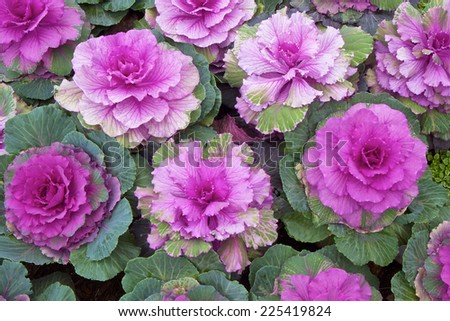 Background of purple decorative ornamental cabbage roses