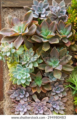 Succulent drought resistant plants in a vertical garden wall
