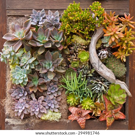 Vertical garden with succulents in a wooden planter box
