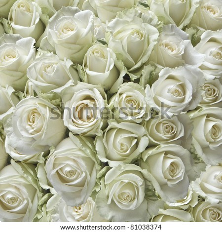 White roses as a square background