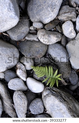 fern born on river stones
