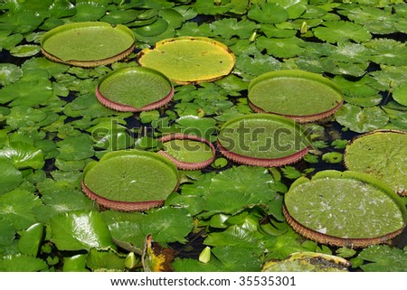 water lily and lotus leaves over water