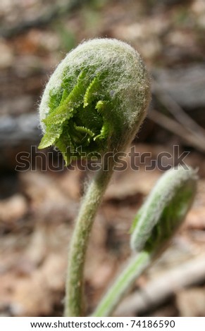 Spring fiddlehead fern curled up on forest floor