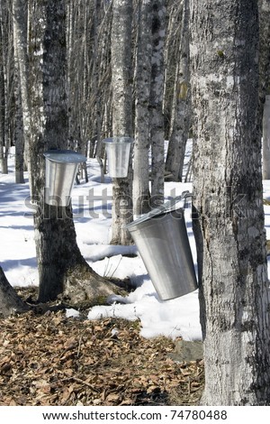 Maple sugar processing tapping trees collecting sap