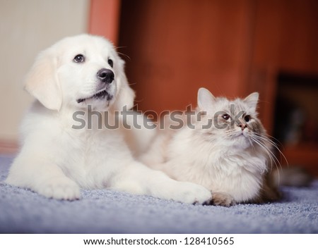 The white dog plays with red cat