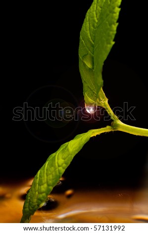 mint plant dipped in water on a black background