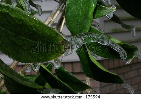 Ice Leaf
