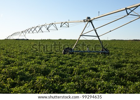 stock-photo-irrigation-sprinklers-in-a-peanut-field-99294635.jpg
