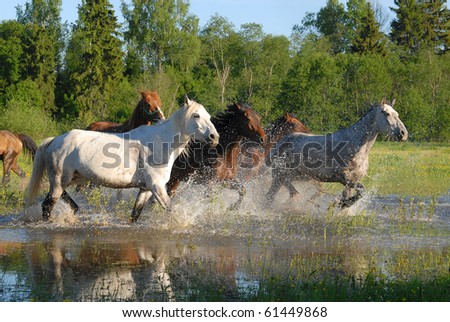 Flock of horses in splashes water in summer 2009