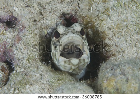 Banded Jawfish