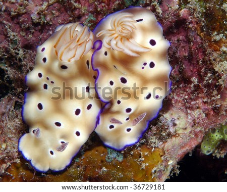 Underwater macro image of two nudibranchs, Tryonâ??s Risbecia, taken in Lembeh Strait, Indonesia.