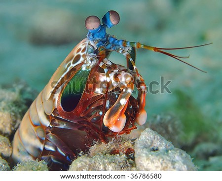 Underwater macro image of Peacock Mantis shrimp taken in Mabul, Malaysia.