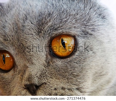 cat  animal scottish fold face closeup
