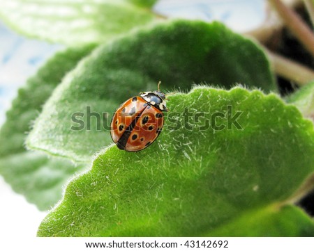 bright brown spotted lady-bird on a leaf
