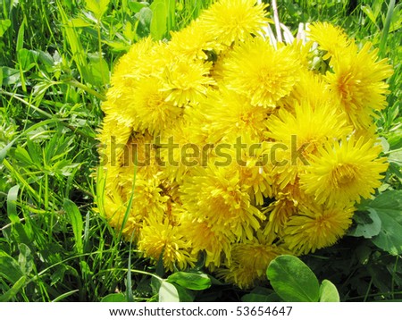 Dandelion Wedding Bouquet