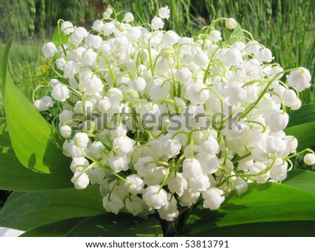 bouquet of lily of the valley field flowers on natural background