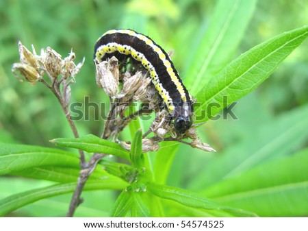 yellow black and white caterpillar. yellow black and white