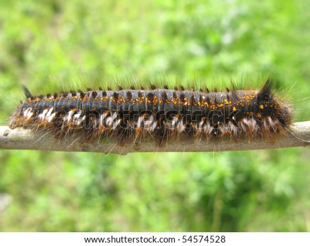 large colored caterpillar on green background
