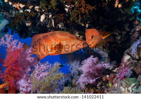Cephalopholis miniata, two coral groupers kissing in a cave