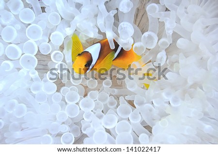 Anemone fish in bleached host sea anemone