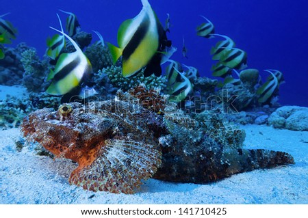 Heniochus intermedius, Red Sea banner fish school swimming above camouflaged scorpion fish Scorpaenopsis oxycephalus