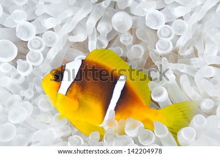 Anemone fish in Bleached Anemone