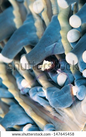 Symbiotic Popcorn shrimp, Periclimenes kororensis, living in mushroom coral, Heliofungia actiniformis