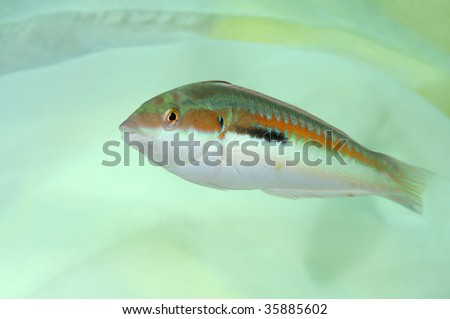 Colorful Small Fish