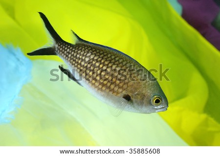 Colorful Small Fish