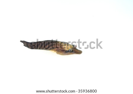 Small zebra cling fish isolated on white background