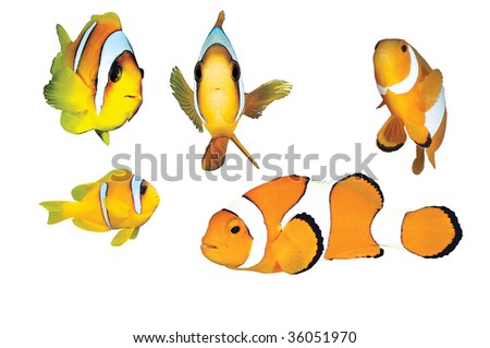 Five Fishes