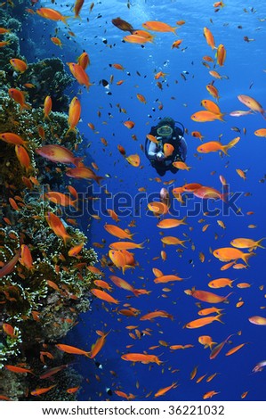 Diver swimming with small orange fishes