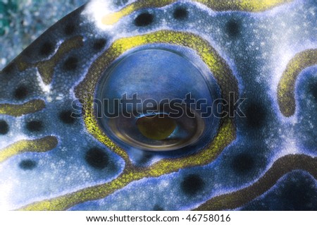 High resolution close up abstract image of a fish face