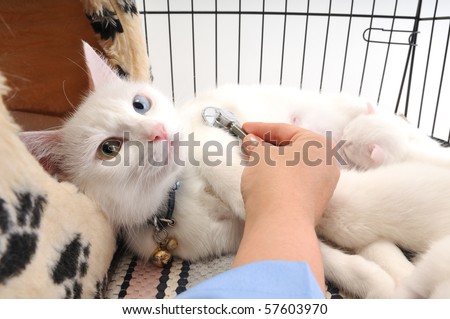 Veterinarian examining cute white cat with stethoscope, isolated on white