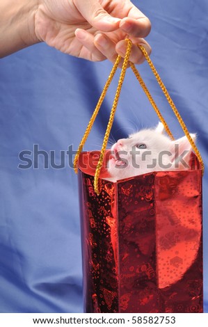 White cute kitten in a red shopping bag.