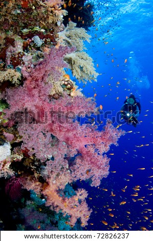 Woman scuba diver exploring soft corals - a series of UNDERWATER IMAGES.