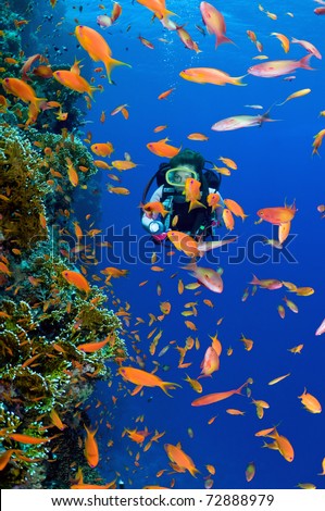 Woman scuba diver exploring soft corals - a series of UNDERWATER IMAGES.