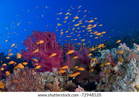 Colorful soft corals and orange fishes - a series of UNDERWATER IMAGES.