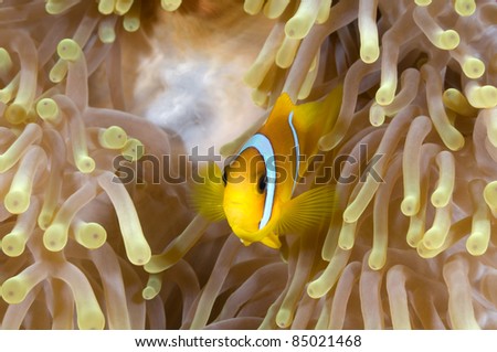 Anemone fish in his colorful host sea anemone.