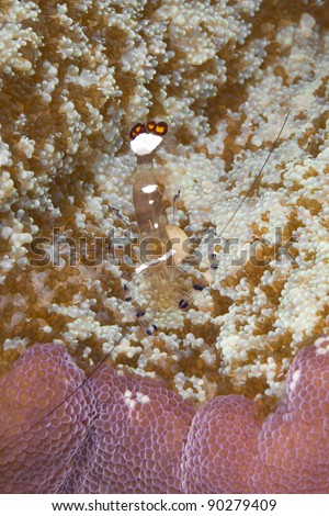 Symbiotic shrimp living in sea anemone.