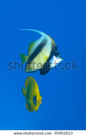 Red Sea banner fish and masked butterfly fish at the background.