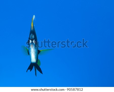 Red Sea banner fish with big blue copy space.