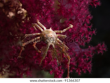 coral spider