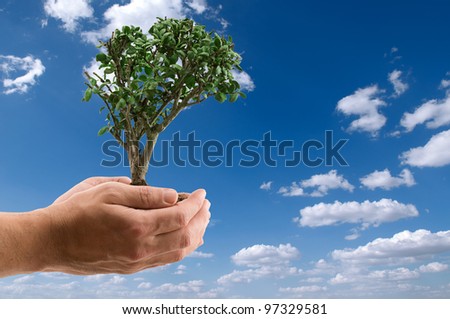 Hands holding tree over cloudy sky