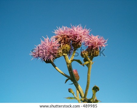 thistle isolated against clear blue sky
