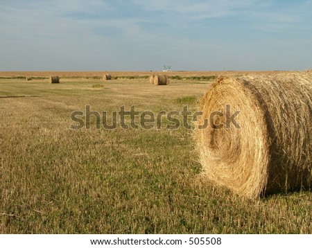 hay field with bales